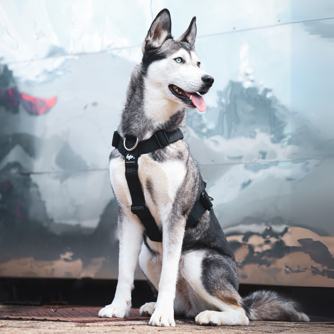 Hundegeschirr EMPIRE