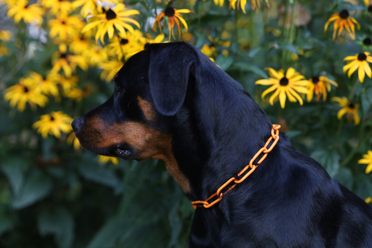 Rottweiler mit pulverbeschichteter Hundekette von BLACKPACK
