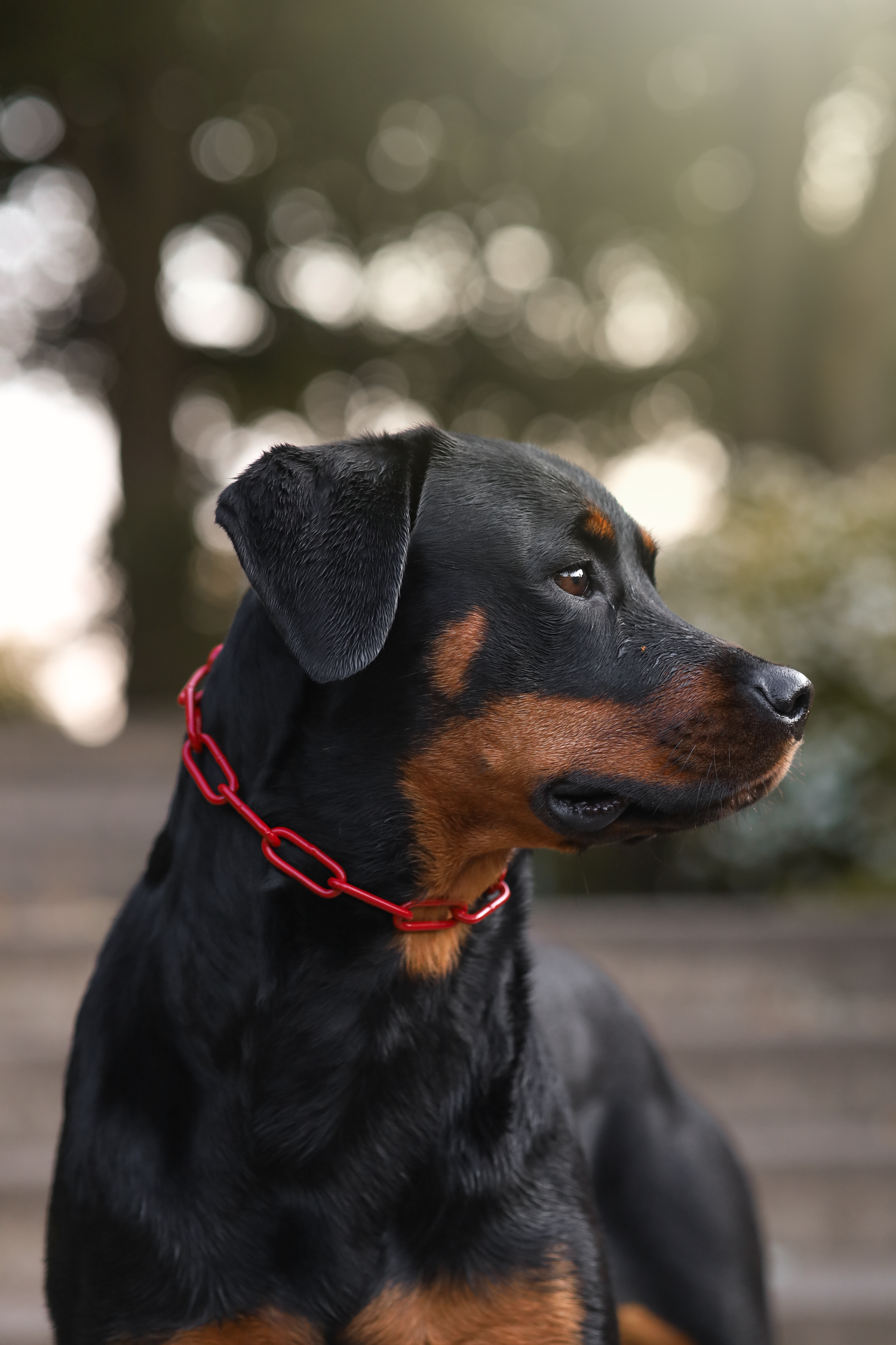 Rottweiler mit roter pulverbeschichteter Hundekette von BLACKPACK