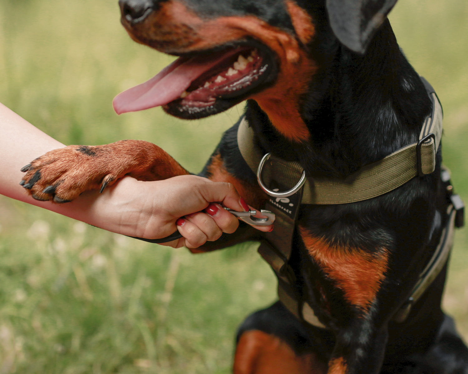 Detail Hundepfote Hundegeschirr von Blackpack Army Green Hund gibt Besitzer Pfote