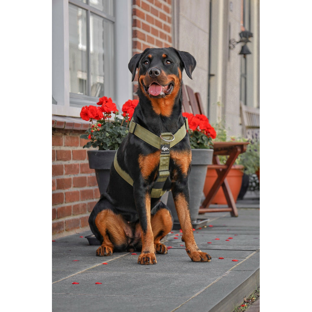 Hundegeschirr EMPIRE