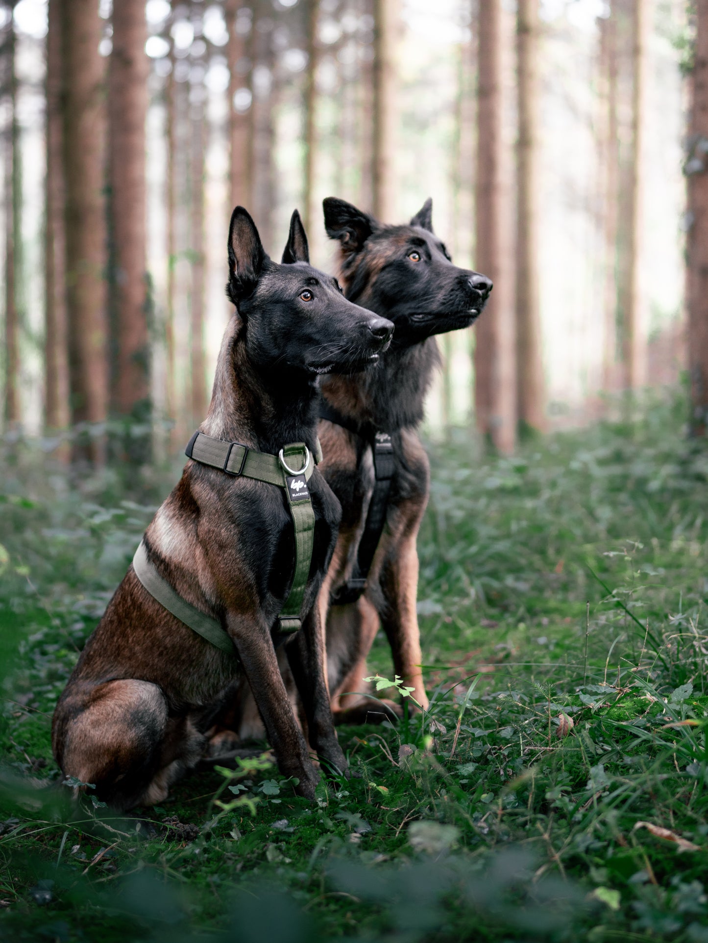 Hundegeschirr EMPIRE