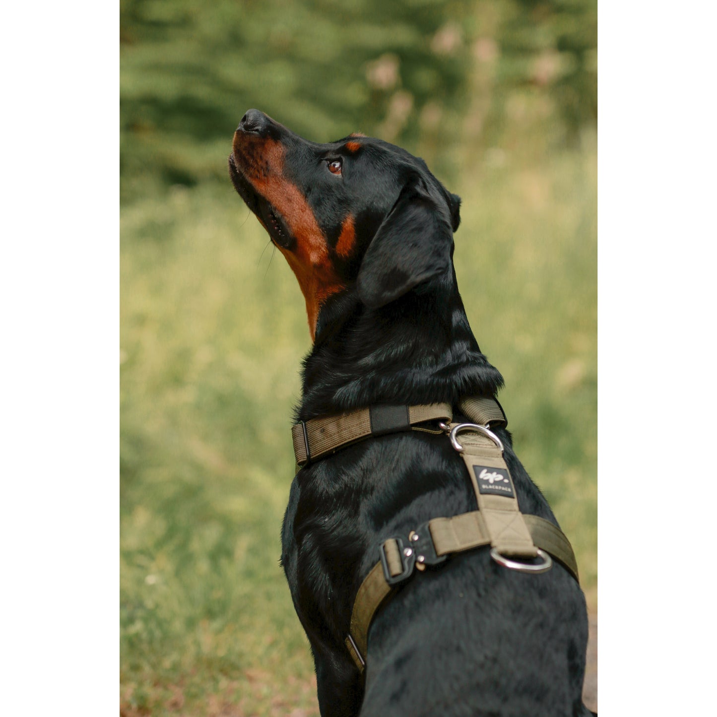 Hundegeschirr EMPIRE