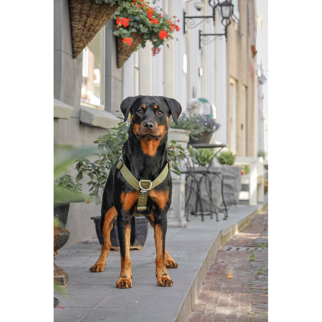 Hundegeschirr EMPIRE