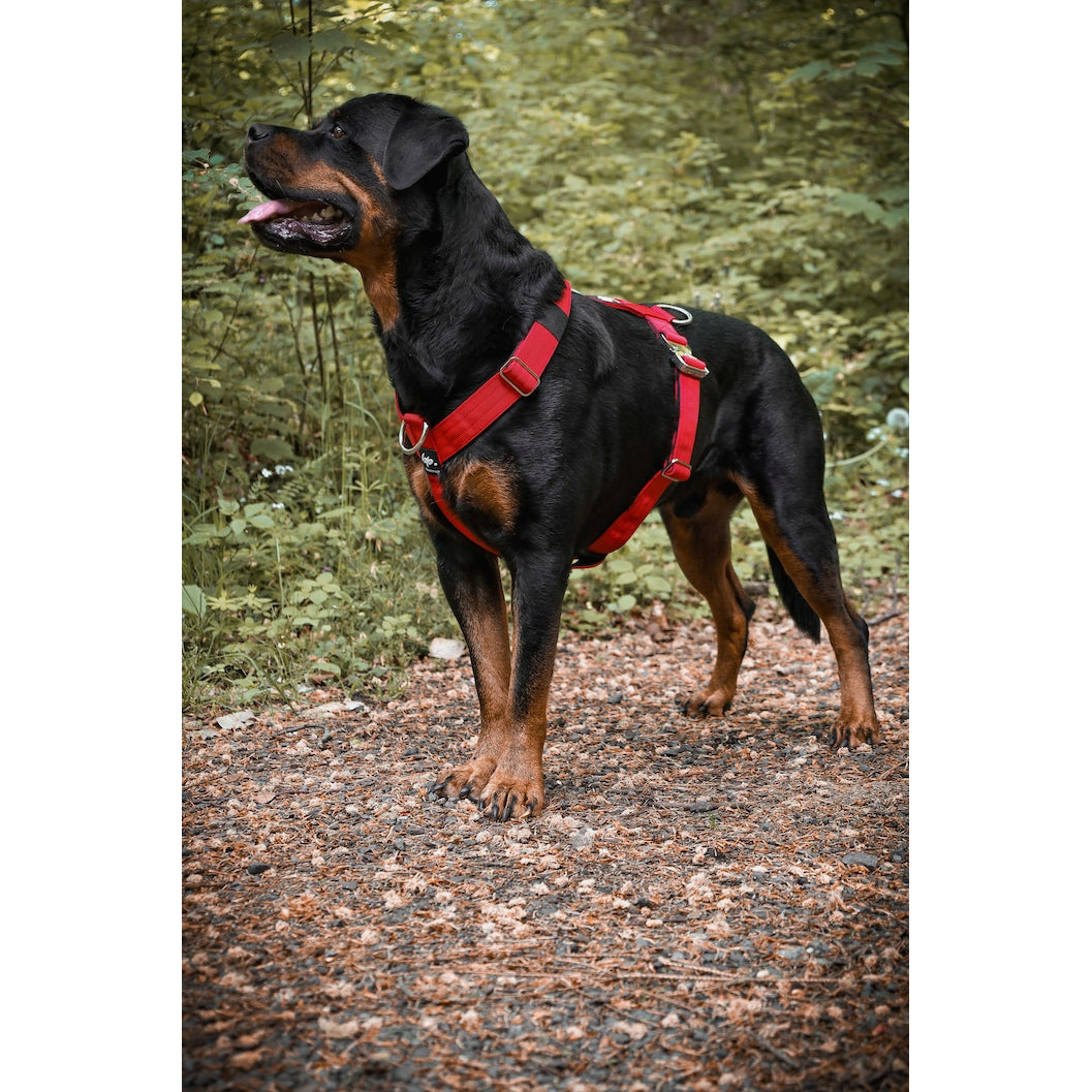 Hund in Blackpack Hundegeschirr rot seitlich