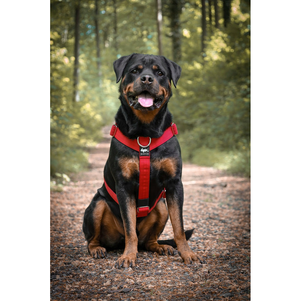 Rottweiler in Hundegeschirr rot sitzend Geschirr von unten drunter