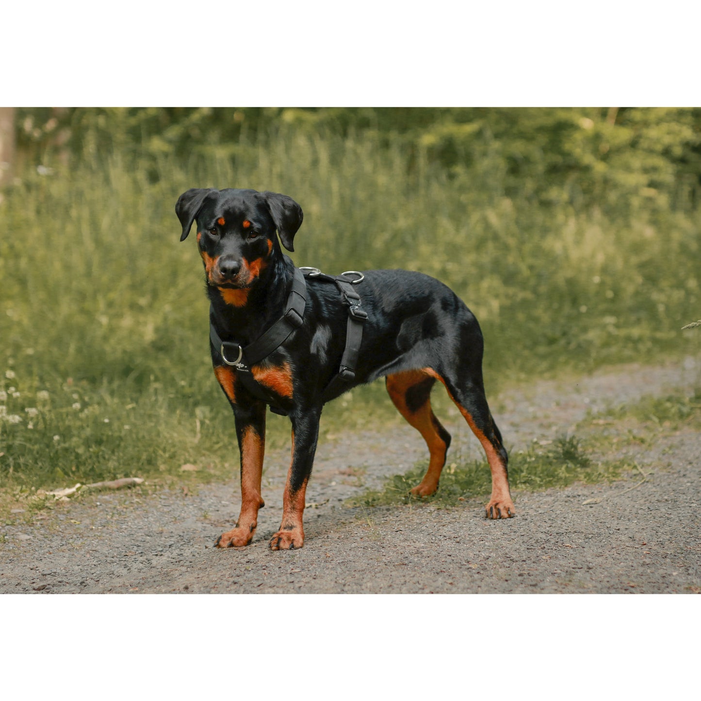 Hundegeschirr EMPIRE