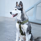 Hundegeschirr EMPIRE GRIP