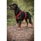 Hund in Blackpack Hundegeschirr rot seitlich