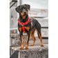 Rottweiler Elsa im Blackpack Hundegeschirr