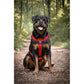 Rottweiler in Hundegeschirr rot sitzend Geschirr von unten drunter